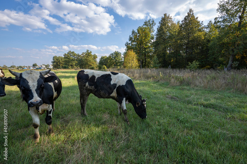 Fototapeta Naklejka Na Ścianę i Meble -  Cows on a green field grazing on a farmer's green grass. beautiful landscape with cows in the summer field. Cows grazing on a sunny meadow in summer.