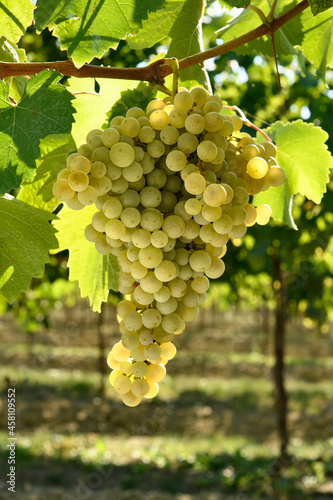Wallpaper Mural bunch of white grapes in backlight on a vineyard Torontodigital.ca