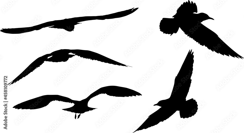 Obraz premium seagulls five silhouettes set isolated on white