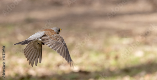 fieldfare in flight on brown