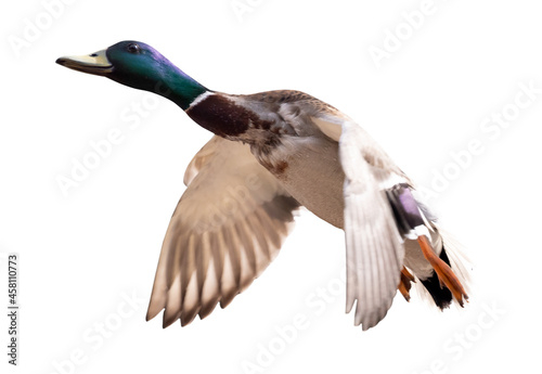 dark head mallard duck drake in flight on white