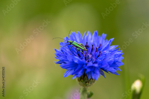 grüner metallisch glänzender Prachtkäfer auf blauer Kornblume photo