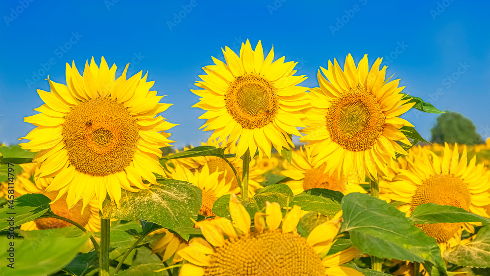 Fototapeta premium Fleurs de tournesols dans un champs avec la lumière du soleil. 