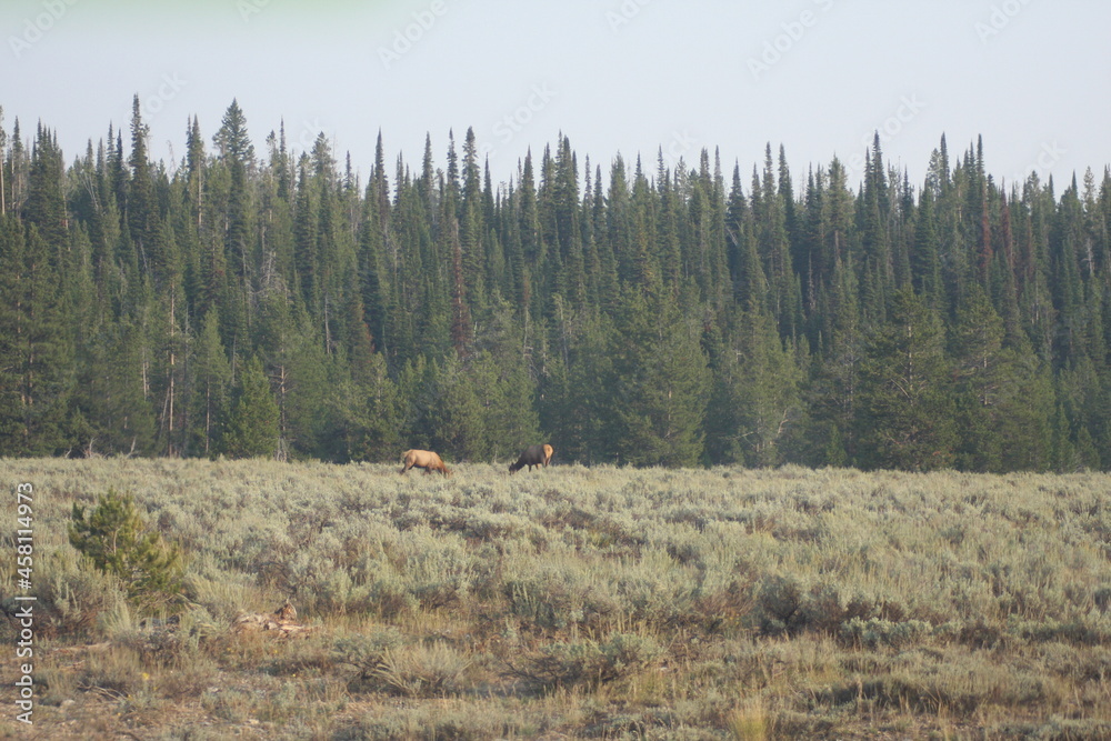 Elk in field with forest
Grand Tetons National Park