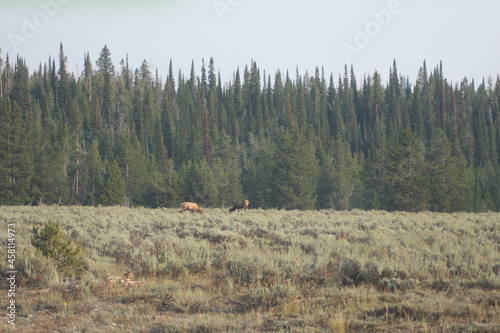 Obraz na płótnie Elk in field with forest
Grand Tetons National Park w salonie