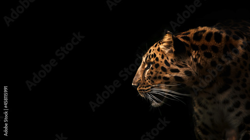 Fototapeta Far Eastern leopard, profile portrait. Beautiful panther leo on dark background