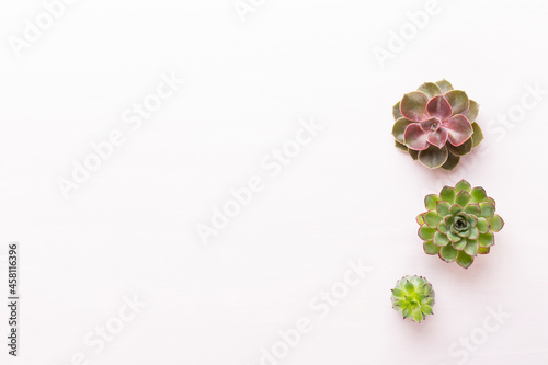 Spa background with handmade bio cosmetic and  cactus composition, flat lay, space for a text - Image. © gitusik