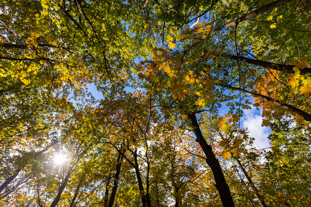 Autumn maple forest, the view from the ground to the sky, the sun's rays through the leaves.