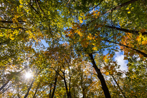 Autumn maple forest, the view from the ground to the sky, the sun's rays through the leaves.