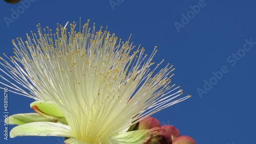 Extreme close up on a flower of Caryocar brasiliense, known as pequi in portuguese, edible fruit popular in Center Western Brazil. Souari nut. photo