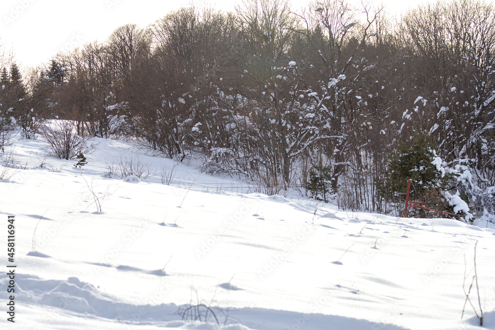 Obraz premium Winter park, outdoor walks, sparkling snow, sunny weather.
