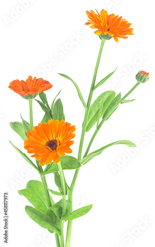 Bouquet of blooming calendula isolated on a white background. Marigold flowers with green leaves. Alternative medicine. Healthy tea ingredient.