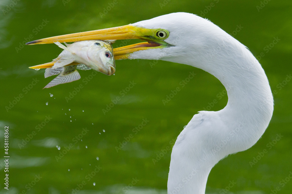 Obraz premium Garza pescando en una laguna