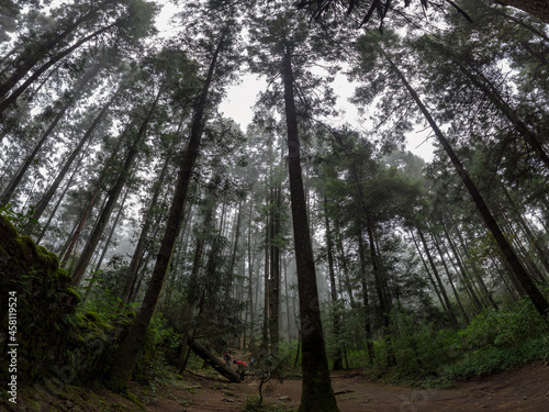 trees in the woods / bosque en la mañana; Parque Nacional Desierto de los  Leones, México.