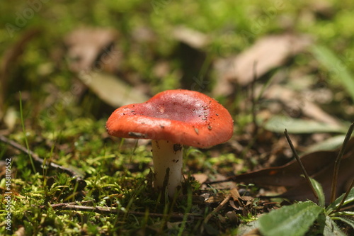 Red mushroom sitting on the grass