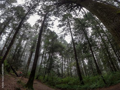 forest in the morning / bosque mesófilo; Parque Nacional Desierto de los  Leones, México.