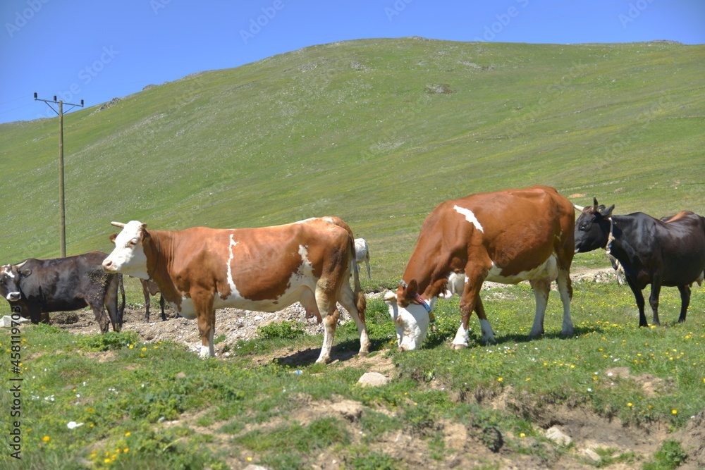 Cows in Nature Uzungol Trabzon Turkey