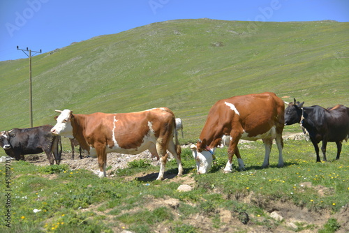 Cows in Nature Uzungol Trabzon Turkey