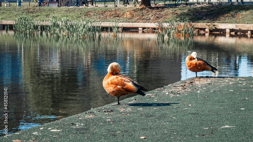 Photography Two ruddy shelduck on the bank of a pond in the city
