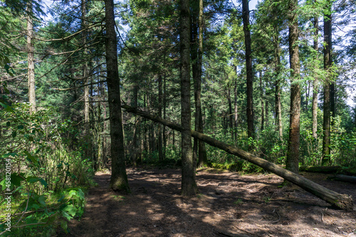Árbol caído / fallen tree; Parque Nacional Desierto de los  Leones, México.