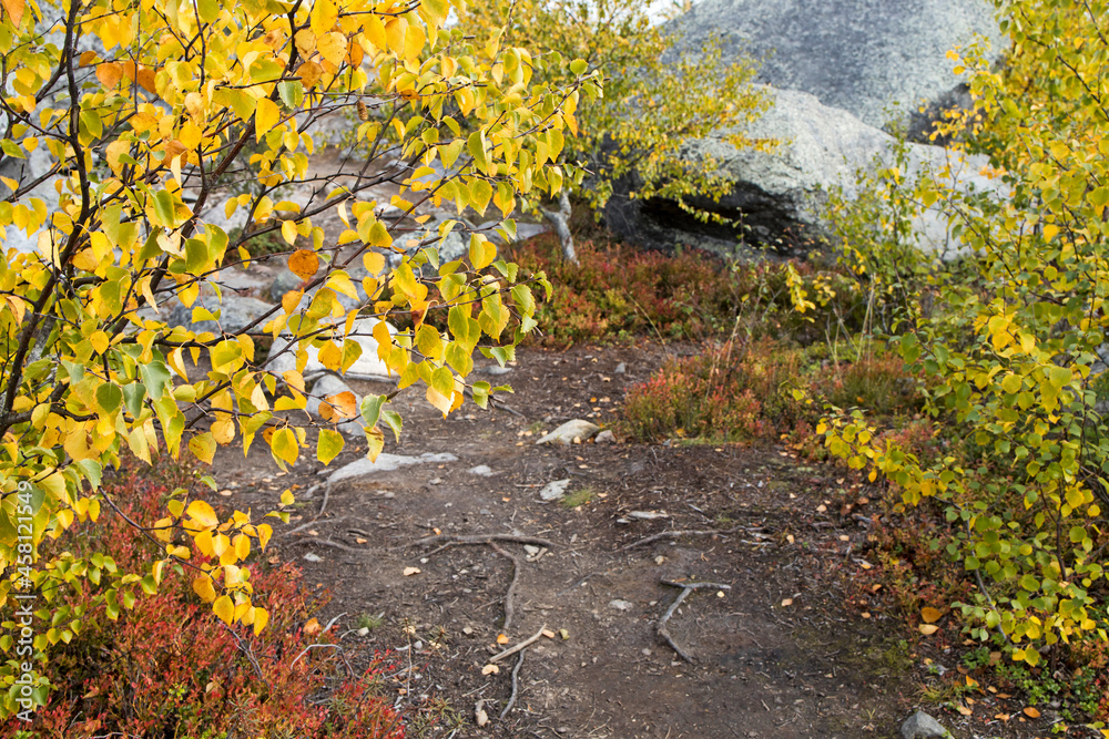 Swamp or lake with megalithic seid boulder stones, dead trees in nature reserve on mountain Vottovaara, Karelia, Russia. Autumn in montain