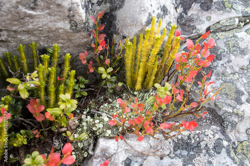 Different types of mosses and lichens on large boulders in Karelia. Lasallia pustulata is a species of lichen in the Umbilicariaceae family of fungi photo