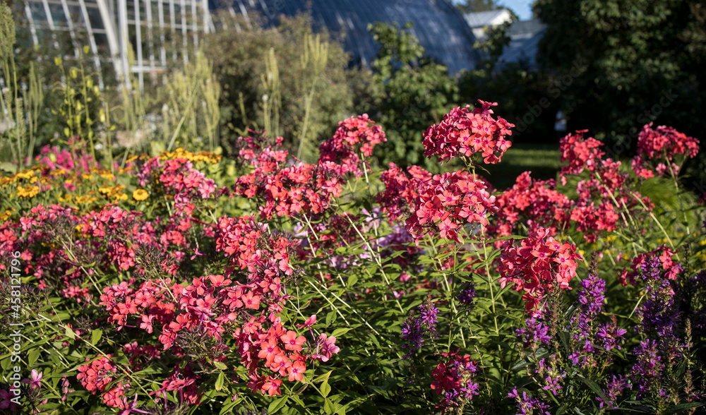 Phlox paniculata purple in the autumn garden. Phlox paniculata purple in the autumn garden.