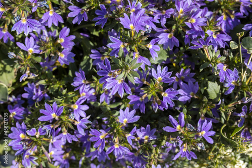 branches of a plant with blue flowers of scaevola nitida descend from a large ceramic pot. Street decoration