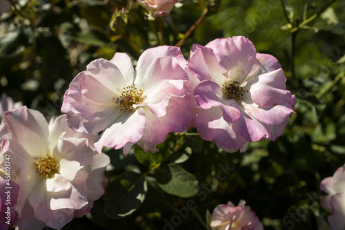 Garden rose Charles Aznavour in the botanical garden