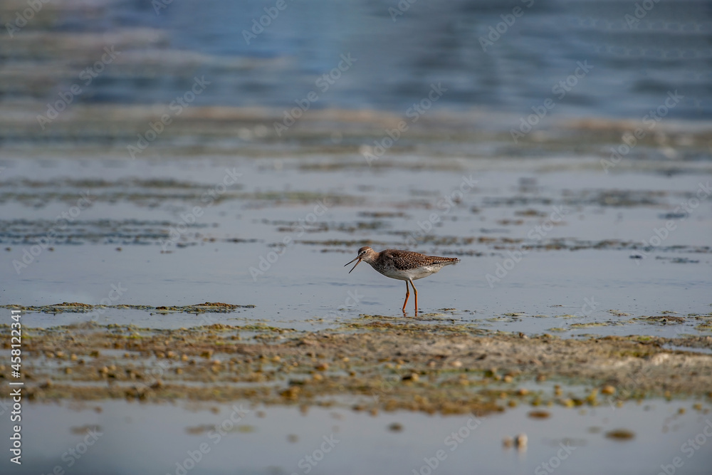 Common Greenshank (Tringa nebularia) feeding on the seashore Common Greenshank (Tringa nebularia) feeding on the seashore