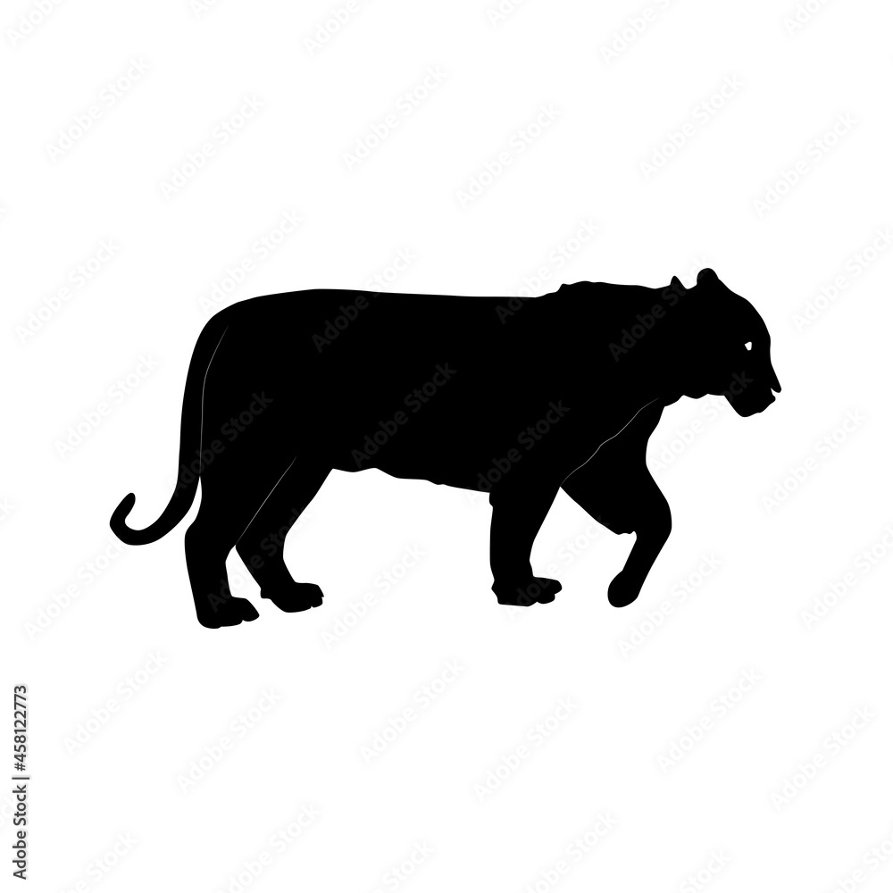 black silhouette of bengal tiger (Panthera tigris tigris) from side ...