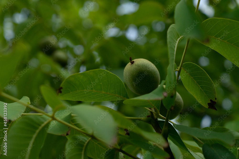 pears on a branch. Several young fruit fruits. Garden plants. Ripe pear in the garden or farm. Banner pears on a branch. Several young fruit fruits. Garden plants. Ripe pear in the garden or farm. Banner