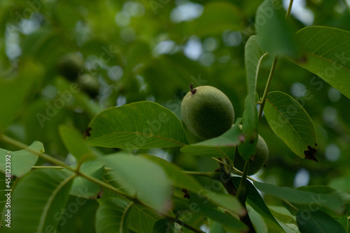 pears on a branch. Several young fruit fruits. Garden plants. Ripe pear in the garden or farm. Banner