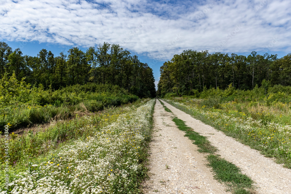 Straight gravel road passing through the famous hunting grounds of Turopoljski Lug, beautiful old forest and pastures near the city of Zagreb, Croatia