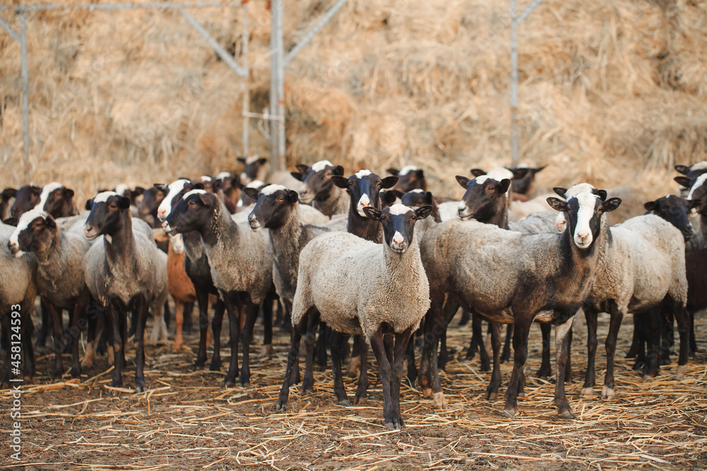 Obraz premium Sheep farm. Group of sheep domestic animals.