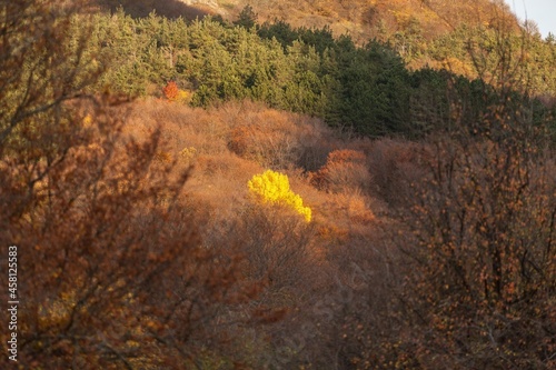 Beauty autumn forest landscape