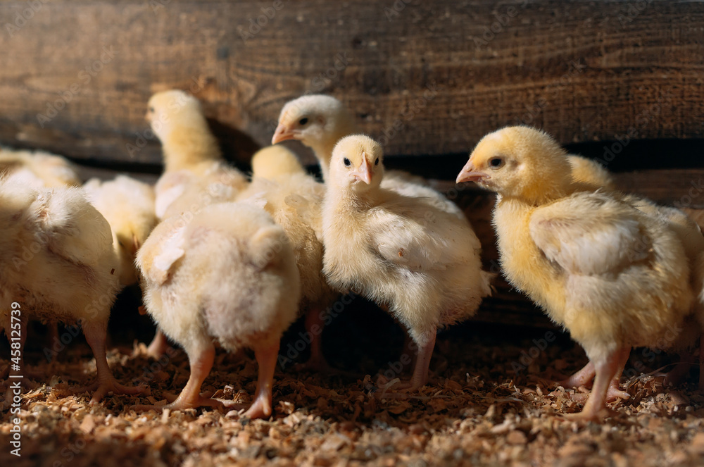 Broiler Chicken Chicks at the poultry farm. Stock Photo Adobe Stock