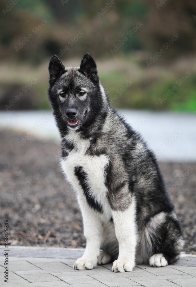 Gray husky puppy looks like a wolf