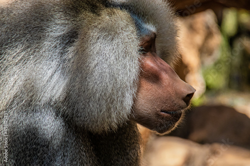 portrait of a baboon