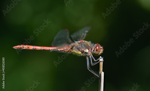 Close-up of a blood-red darter (Sympetrum sanguineum) sitting on a branch in front of a green background