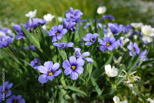 Sisyrinchium angustifolium  blue-eyed grass  is a large genus of annual to perennial flowering plants in the family Iridaceae. 