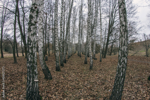 A winter forest without snow resembles autumn