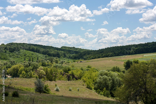 Wheat field on the background of clouds and green trees
