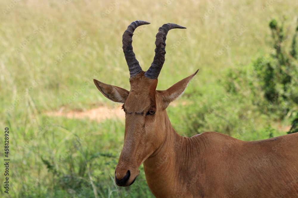 antelope in the wild, African hartebeest portrait antelope in the wild, African hartebeest portrait