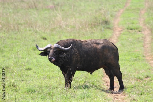 buffalo in the field © Soldo76