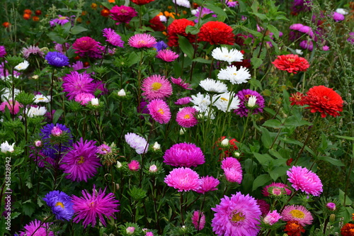 Blooming Aster flowers of different colors and red zinnias on a flower bed in the garden on a sunny day