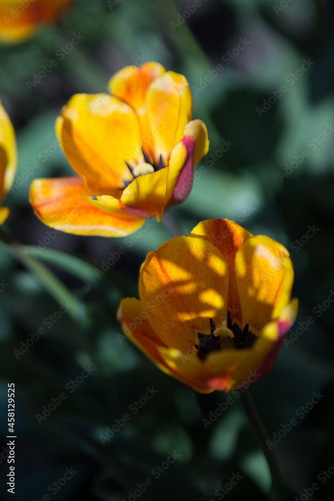 Tulip flower with green leafy background in tulip field in winter or spring for postcard decoration and agriculture concept design. Tulip flower with green leafy background in tulip field in winter or spring for postcard decoration and agriculture concept design.