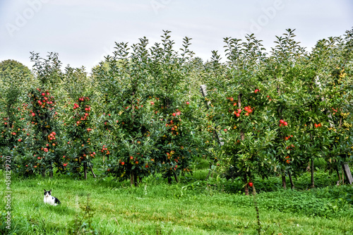 Apple trees on the Betuwe, Holland, Netherlands. In a colourful apple orchard in the Betuwe, a cat keeps watch photo