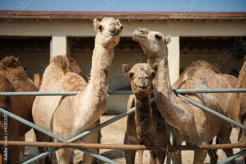 groups of camels