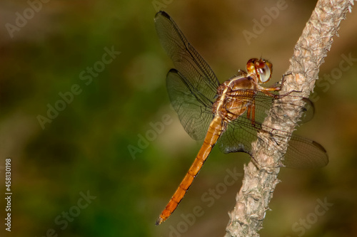 Libélula (tira-olhos, libelinha, lavadeira, jacinta, dragon-fly) © LF